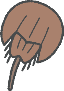 カブトガニイラスト茶色